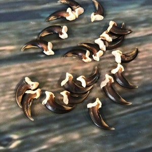 May include: A collection of brown and white animal claws. The claws are arranged in a loose circle on a textured, blue and gray surface.