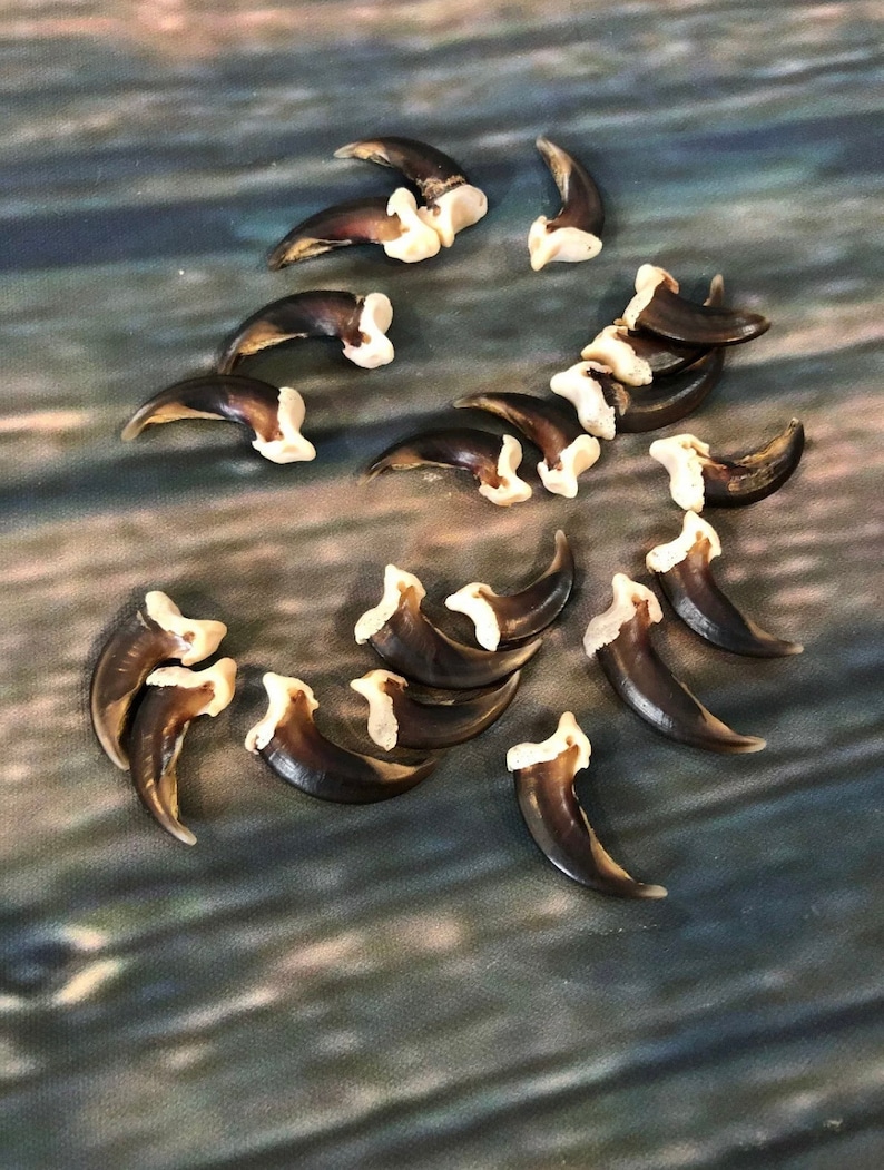 May include: A collection of brown and white animal claws. The claws are arranged in a loose circle on a textured, blue and gray surface.