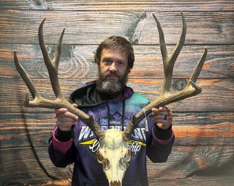Trophy Wild 12 Point Whitetail Deer Skull Antler Mount Horn Head