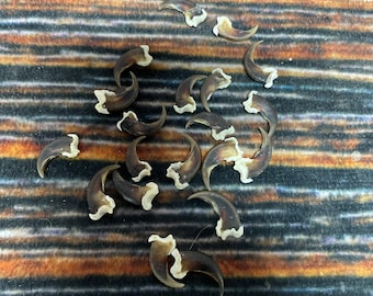 20 real Raccoon claws toe bone MOUNTAIN man art craft supplies skull Jewelry Earring Gothic Voodoo unique Christmas Gift BEAD animal mount