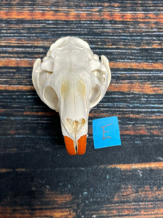 Real XXL Nutria Skull Gothic unique Christmas Gift Halloween Cabin man cave Western Decor Art Renaissance Costume Edicational Model