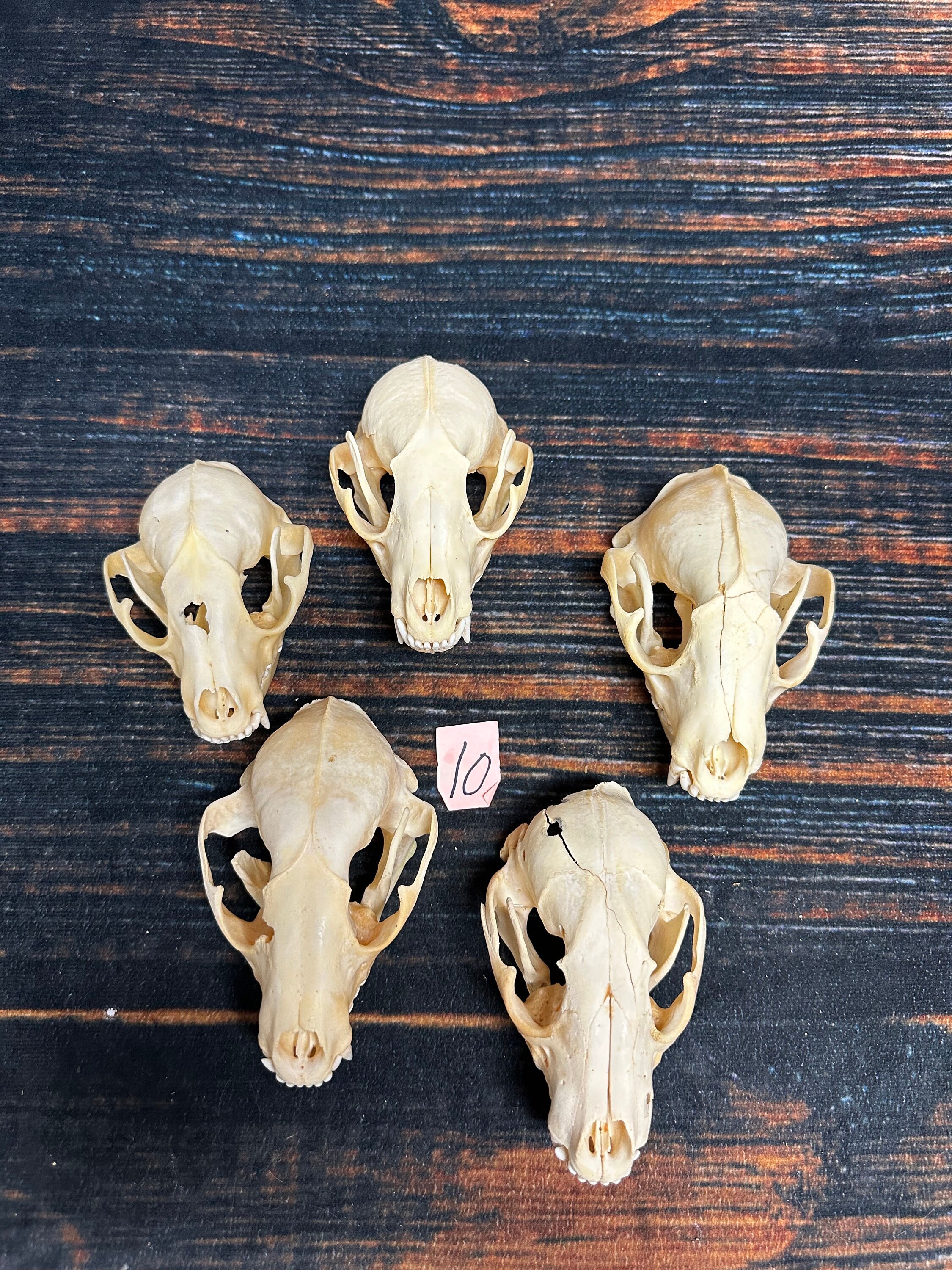 5 Real Raccoon Skulls Heads Bone Educational Model Garden Decor Taxidermy  Mount Oddity Witchcraft Art Craft Supplies Collection Odd - Etsy, image size:2250x3000