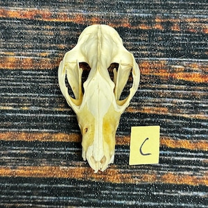 Real Opossum Skull bone Animal Mount Odd Unique Christmas Gift Western Cabin Man Cave Decor Craft Art supply collection educational