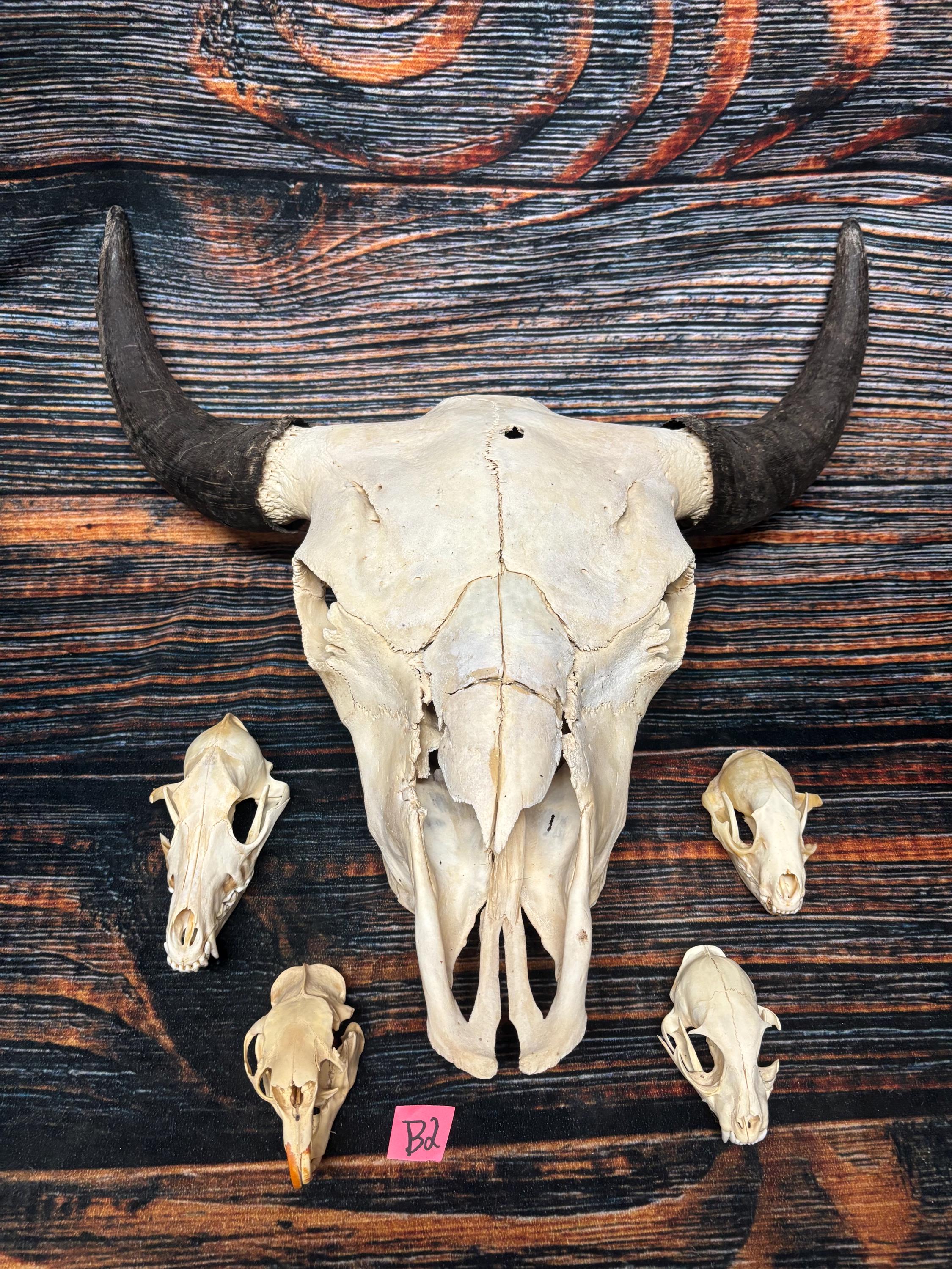 5 Lot Real Skulls Mount Unique Christmas Gift man cave Cabin Western Decor Oddity gothic witchcraft renaissance festival art craft Buffalo