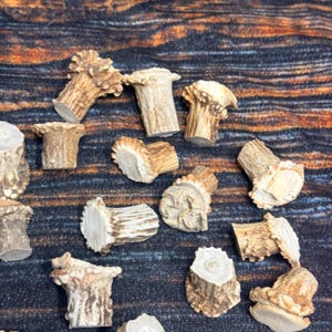 May include: A collection of small, light brown deer antler segments with textured, ridged surfaces and flat, smooth, cream-colored cross-section ends. These natural bone pieces vary in shape and size, displaying organic patterns and rough edges.