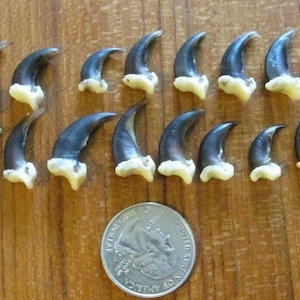 May include: A collection of 18 black and white bird claws, arranged in rows on a wooden surface. A US quarter is included for scale.