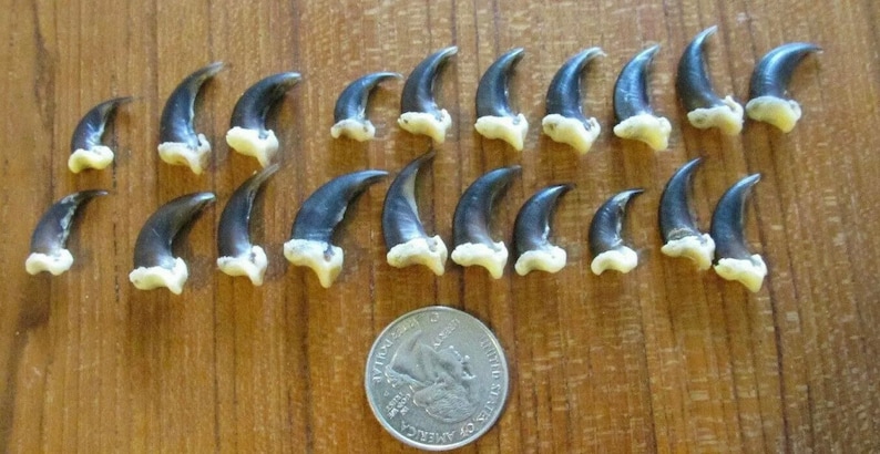 May include: A collection of 18 black and white bird claws, arranged in rows on a wooden surface. A US quarter is included for scale.