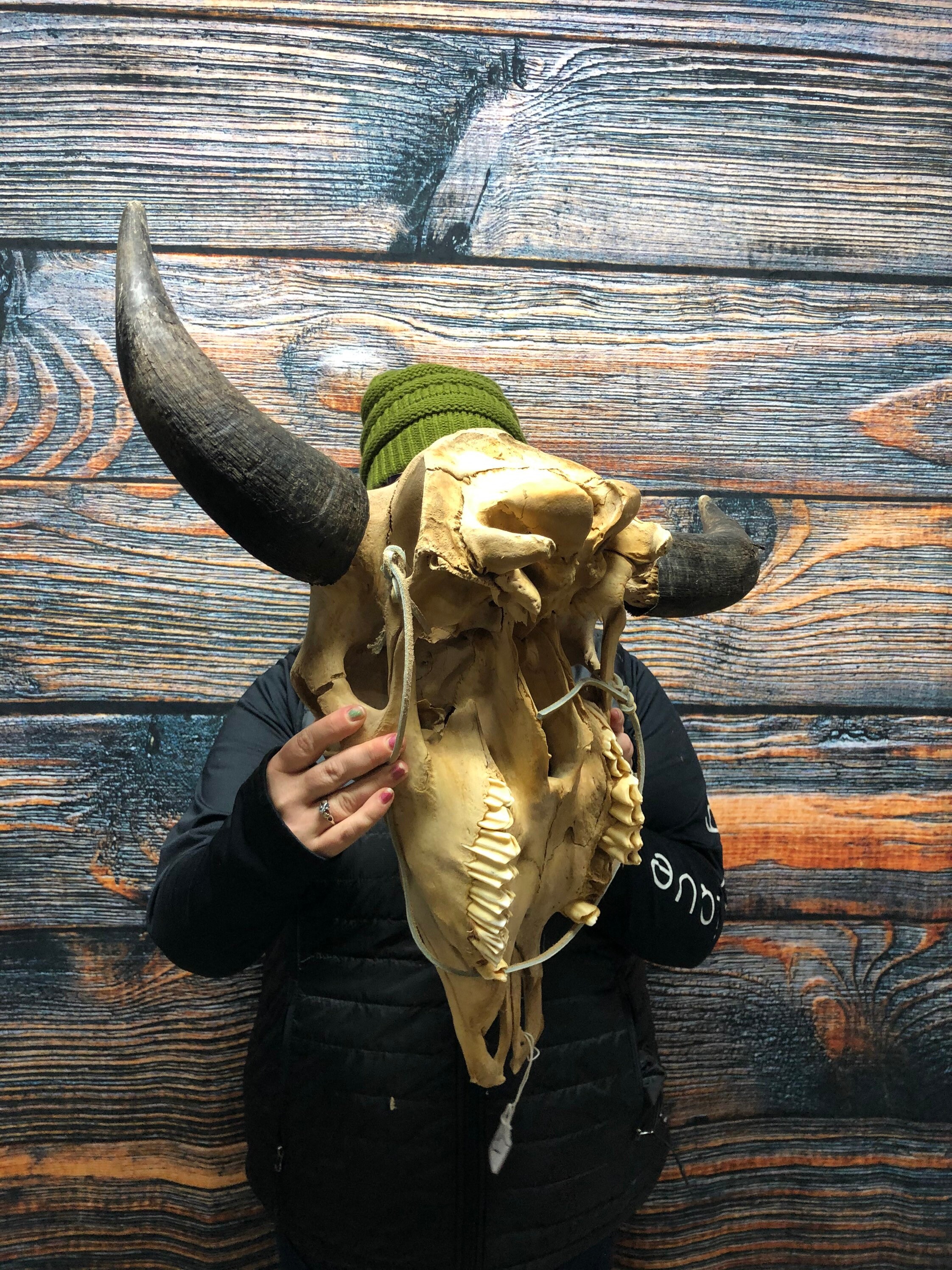 Real Unique American Bison Buffalo Skull western yard decor | Etsy