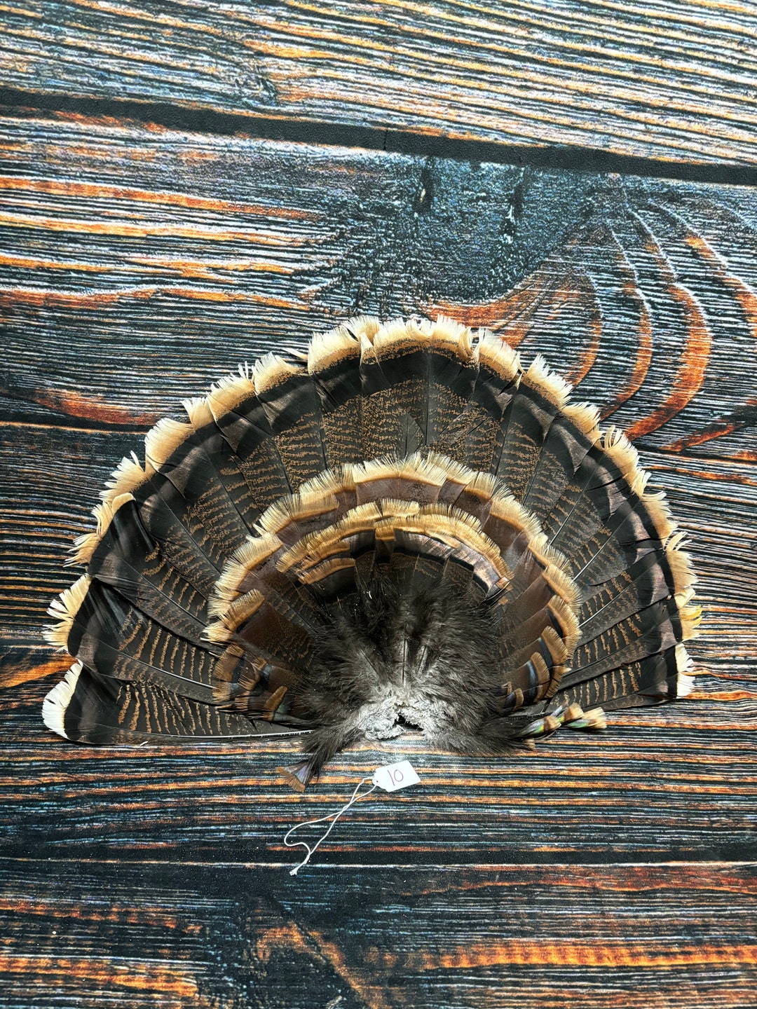 Real Wild Turkey Tail Merriam Feather Millinery Big Tom Decoy Bustle
