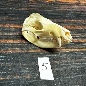 Real Opossum Skull bone Animal Mount Odd Unique Christmas Gift Western Cabin Man Cave Decor Craft Art supply collection educational