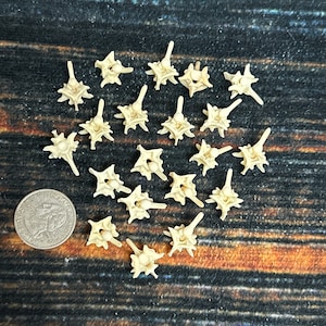 May include: A collection of small, off-white, star-shaped objects with protruding spikes, scattered on a dark, wood-grain surface. A US quarter coin is included for size reference. The objects appear to be decorative or craft elements.