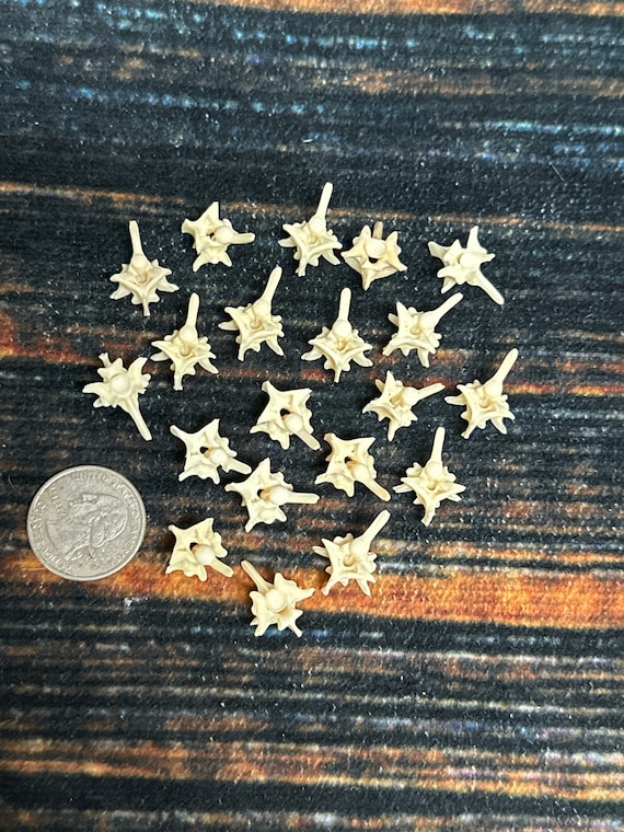 20 Real Prairie HUGE Rattlesnake Vertebrae bone gothic voodoo witchcraft craft art Jewelry beads steampunk necklace earrings ring supplies