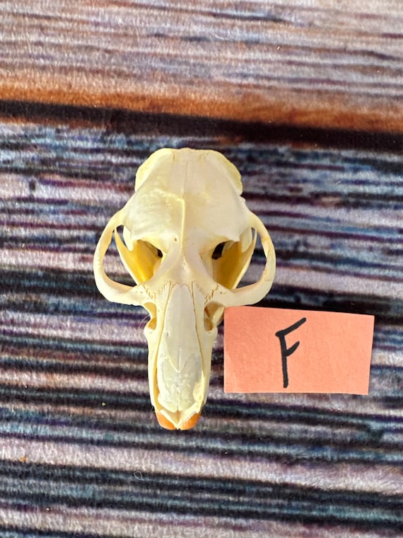 REAL XL Muskrat Skull Animal Bone Unique Christmas Gift Man Cave Decor Craft Art Supply Gothic Renaissance Festival Witchcraft flea Market