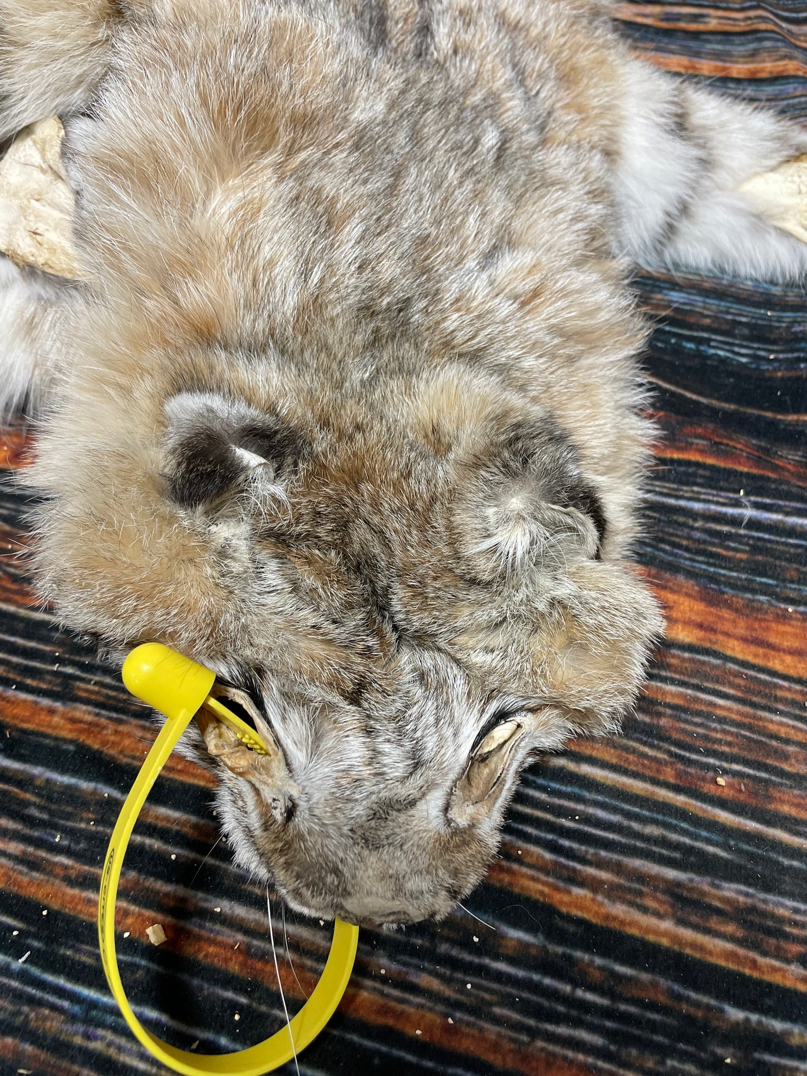 Real South Dakota tanned bobcat fur hide with feet she shed Etsy
