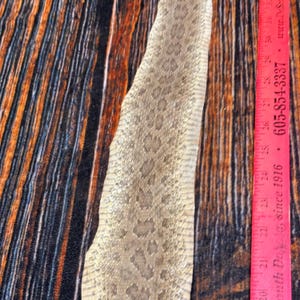 May include: A shed snake skin with a light gray and tan mottled pattern featuring a textured scale surface. A bright pink ruler is positioned alongside the skin, showing a length measurement extending past 30 inches.