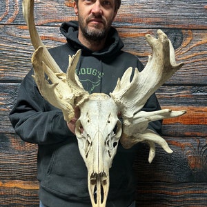 P*u様 蝦夷鹿hunting trophy （deer skull） P*u様 蝦夷鹿hunting trophy （deer skull） P*u様 蝦夷鹿