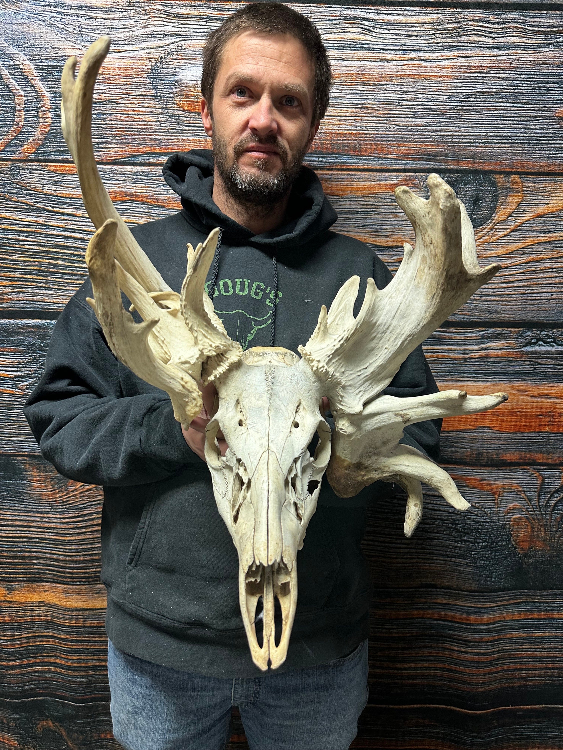 蝦夷鹿hunting trophy（deer skull） Trophy Whitetail Deer South Dakota Cactus Buck Skull Antler