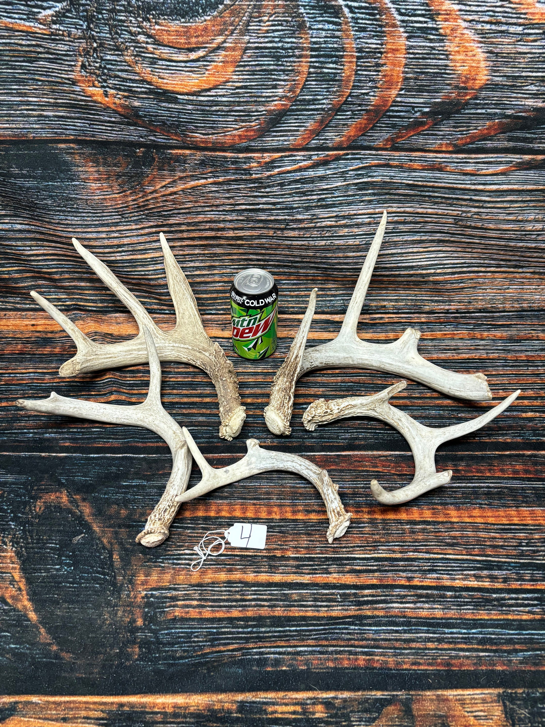 5 Wild Whitetail Deer Shed Antler Unique Christmas Gift Man Cave