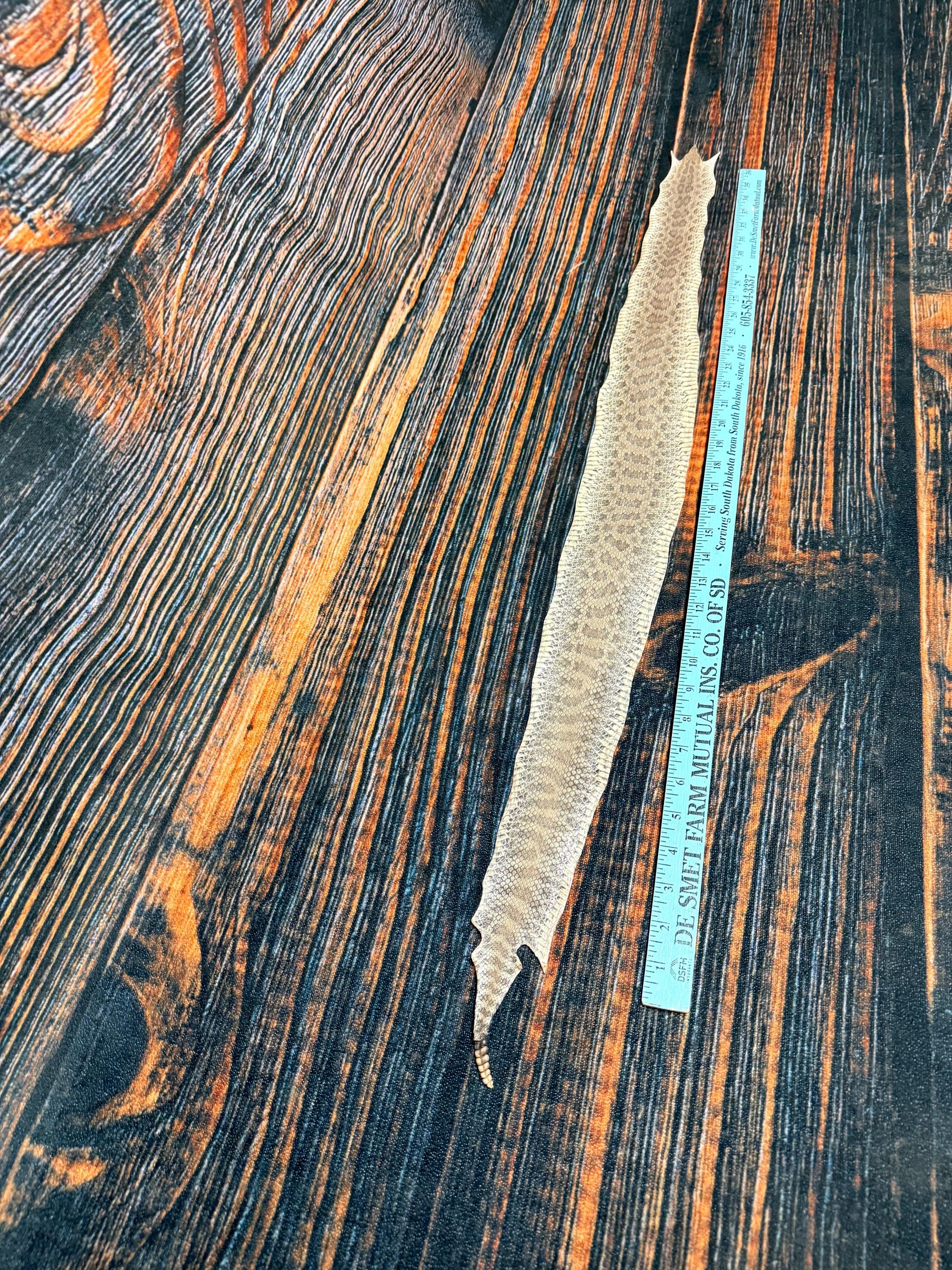 REAL Rattlesnake Skin Prairie Rattler Hide Dry Tanned Bow Wrap Blank ...