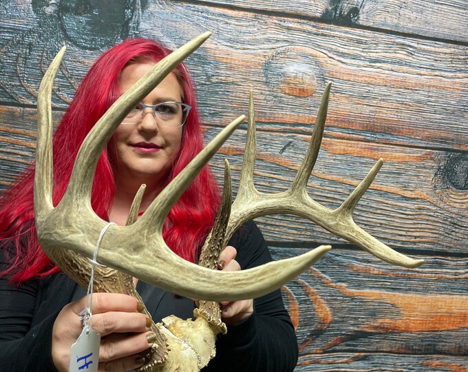 Trophy Wild 10 Point Whitetail Deer Antler Rattling Horn Set Etsy