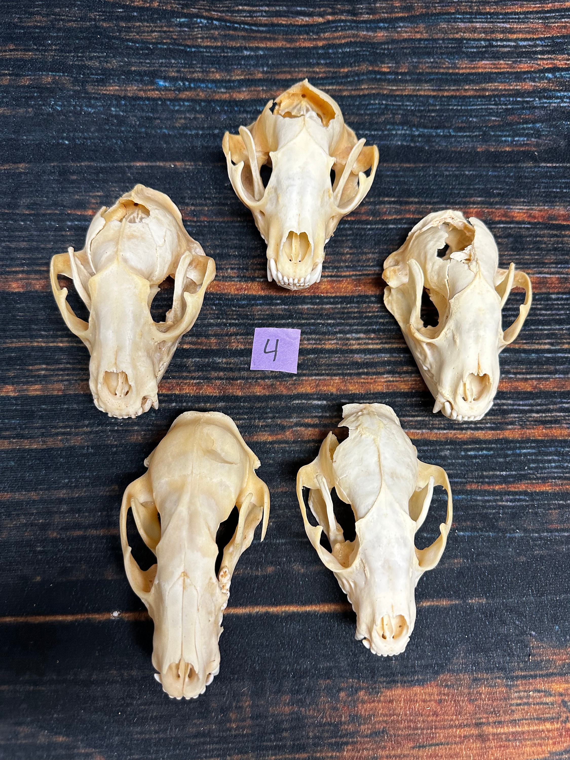 5 Real Raccoon Skulls Heads Bone Educational Model Garden Decor  display picture 1