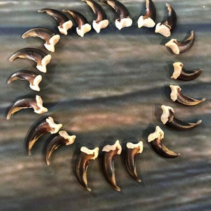 20 Real Coyote Claws Mountain Man Witch Craft Steampunk Renaissance Gothic Art Supply Jewelry bead