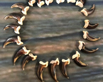 20 Real Coyote Claws Mountain Man Witch Craft Steampunk Renaissance Gothic Art Supply Jewelry bead