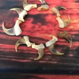 May include: A collection of ten brown and white animal claws arranged in a circle on a red and black patterned fabric.