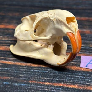 Real XXL Nutria Skull Gothic unique Christmas Gift Halloween Cabin man cave Western Decor Art Renaissance Costume Edicational Model