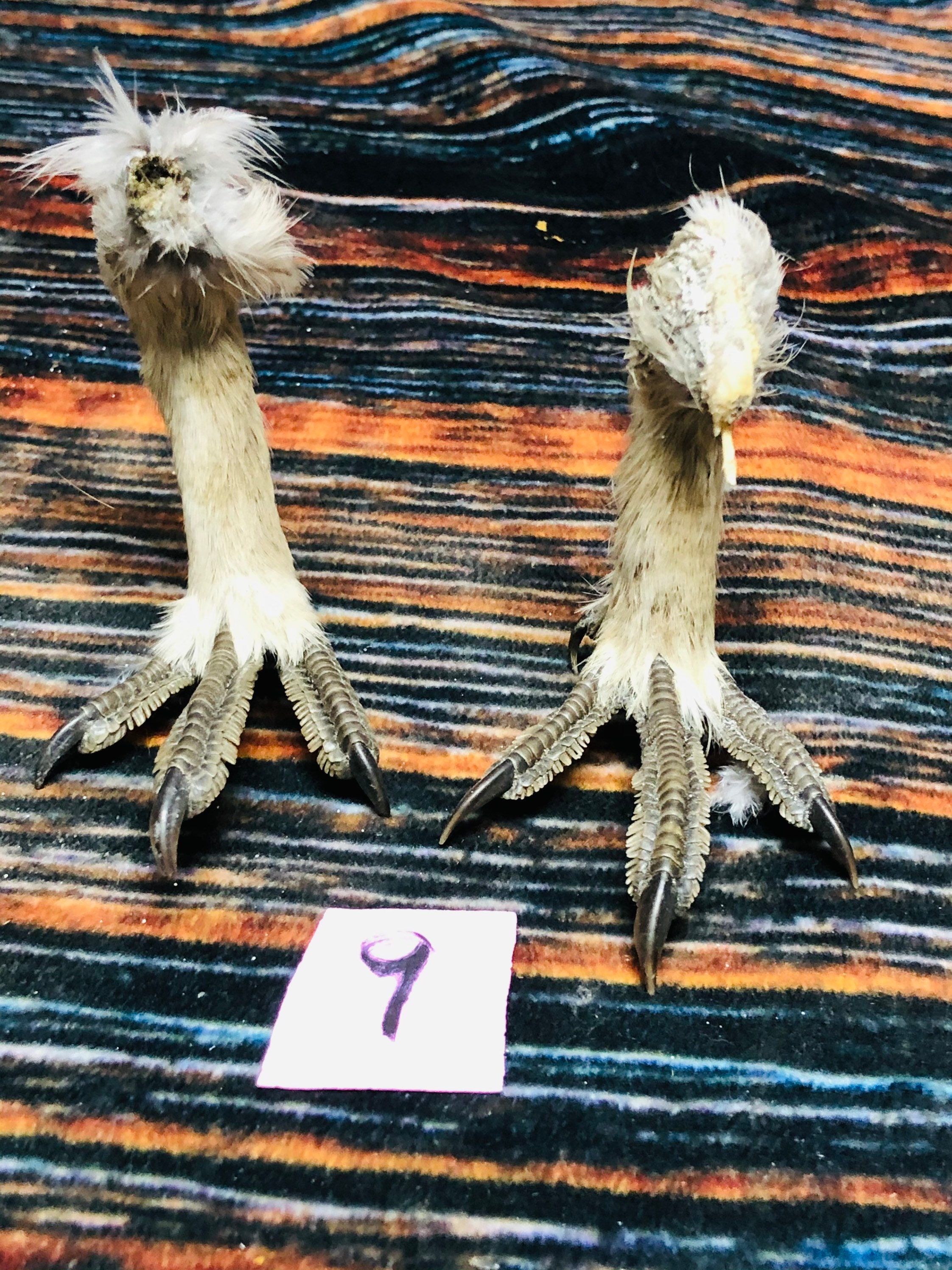2 grouse feet art animal mount repair Witchcraft voodoo art Etsy