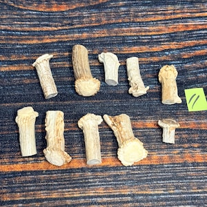 May include: A collection of ten individual light brown deer antler segments arranged in two rows. Each piece features a textured, weathered surface with a distinct burr at one end. A small, bright yellow square note with two black lines is visible.