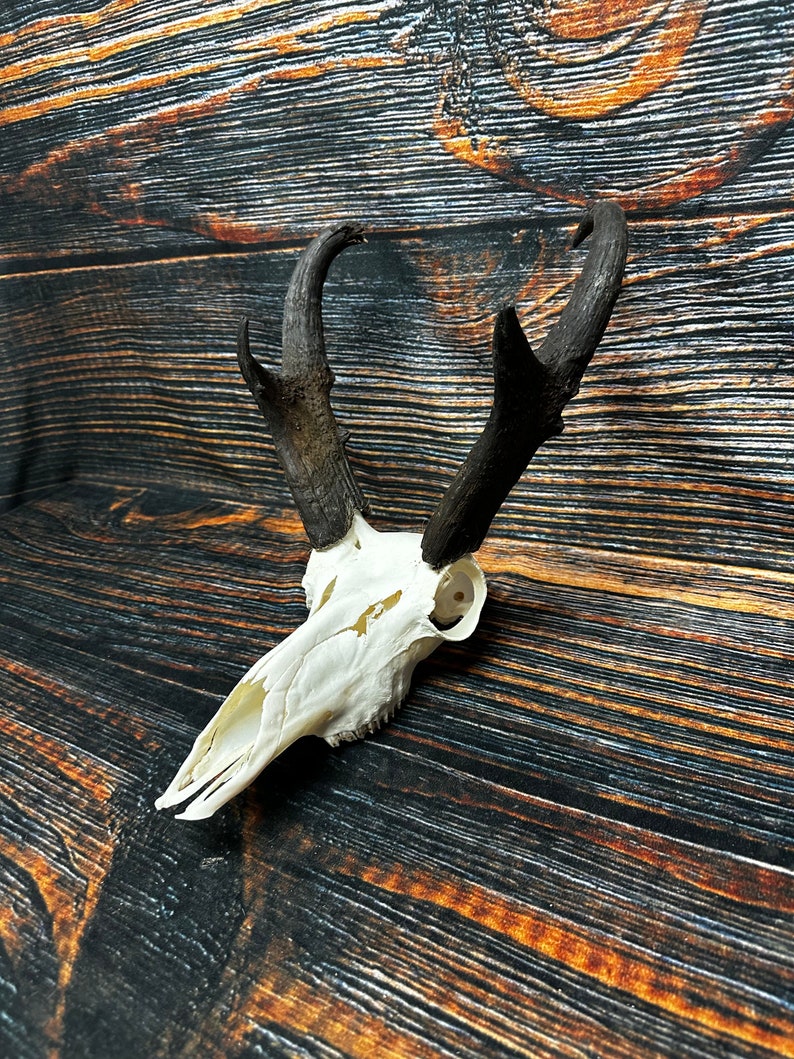 Trophy Pronghorn Antelope Skull Antler Mount Horn Head Unique Christmas Gift western man cave cabin decoration taxidermy art craft buck image 10