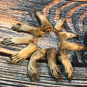 10 Raccoon feet art animal mount repair Witchcraft voodoo art supply unique craft decor dried cured