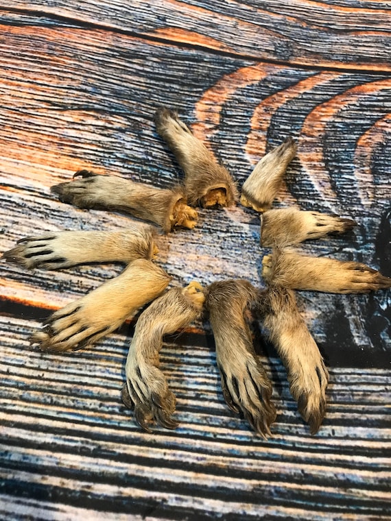 10 Raccoon feet art animal mount repair Witchcraft voodoo art supply unique craft decor dried cured