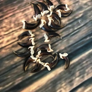 May include: A collection of 15 brown bear claws with white tips. The claws are arranged in a loose pile on a wooden surface.