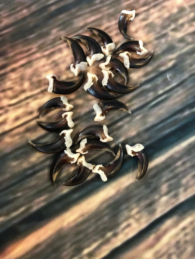 May include: A collection of 15 brown bear claws with white tips. The claws are arranged in a loose pile on a wooden surface.