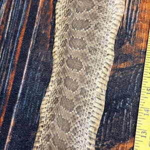 May include: A dried snake skin with a textured pattern of overlapping scales in shades of gray and brown. A yellow measuring tape is positioned along the right side, showing the skin length starting from 13 inches to over 15 inches.