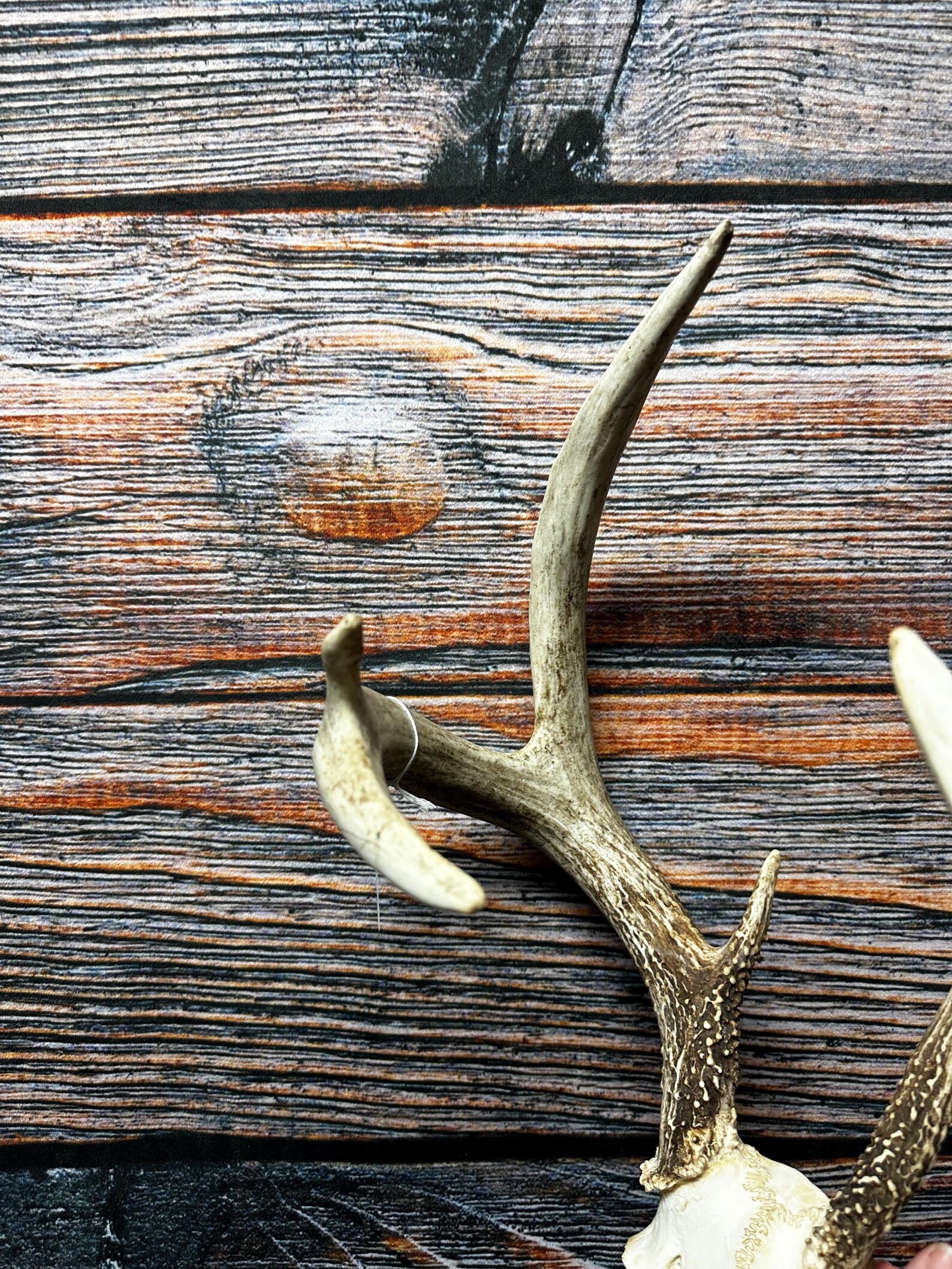 Trophy Freak Wild 6 Point Whitetail Deer Rack Odd Antler Rare Mount ...