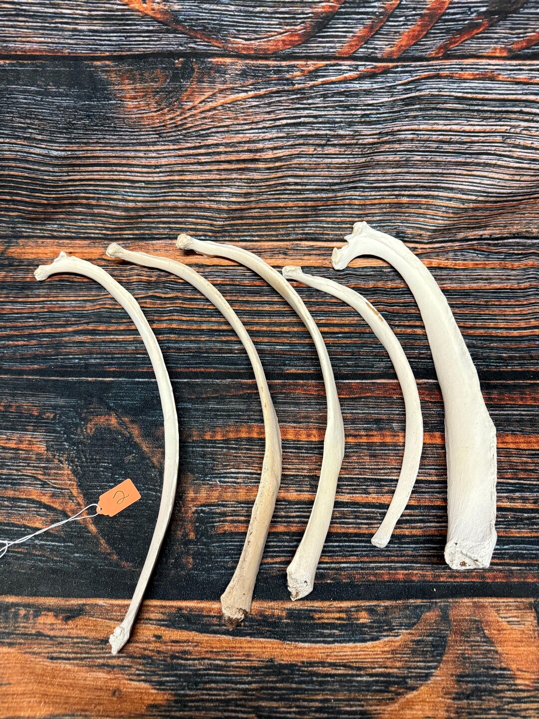 5 Real Animal Rib Bones Herbivore Cow Bision Halloween Gothic Voodoo ...
