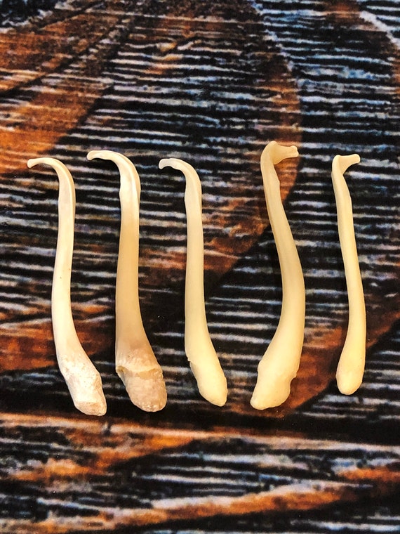 5 Real BADGER  Baculum Penis bone Animal Christmas OR birthday gag Gift toothpick Mounts dick Decorations Voodoo Witchcraft Natural Supply