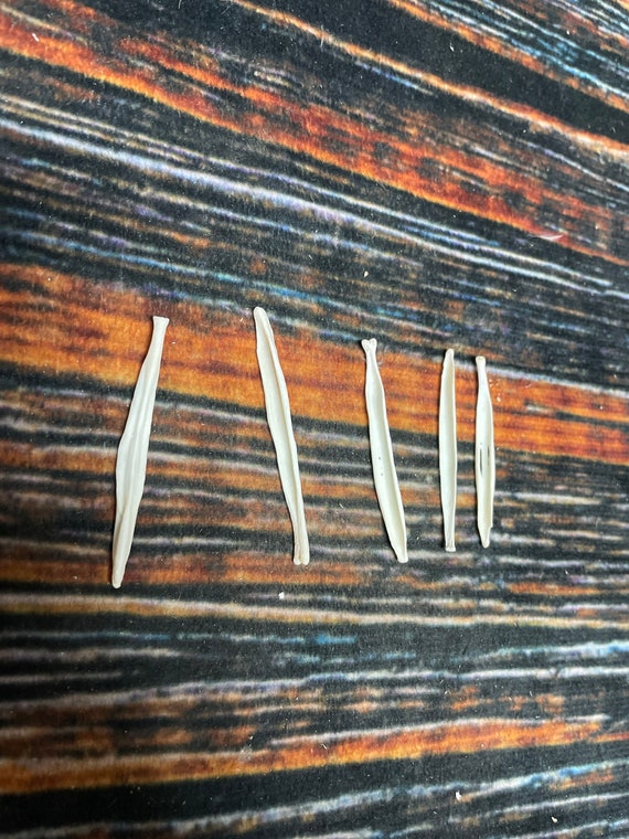 5 red fox Baculum Penis Bones Unique Christmas Odd Gag Gift toothpick dick Art Man Cave Decoration VooDoo Witchcraft Bead Craft Supply cool