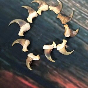 May include: A collection of 12 natural animal claws, likely from a bird of prey, arranged in a circle on a dark blue and red patterned surface. The claws are a light beige colour and have a curved shape.