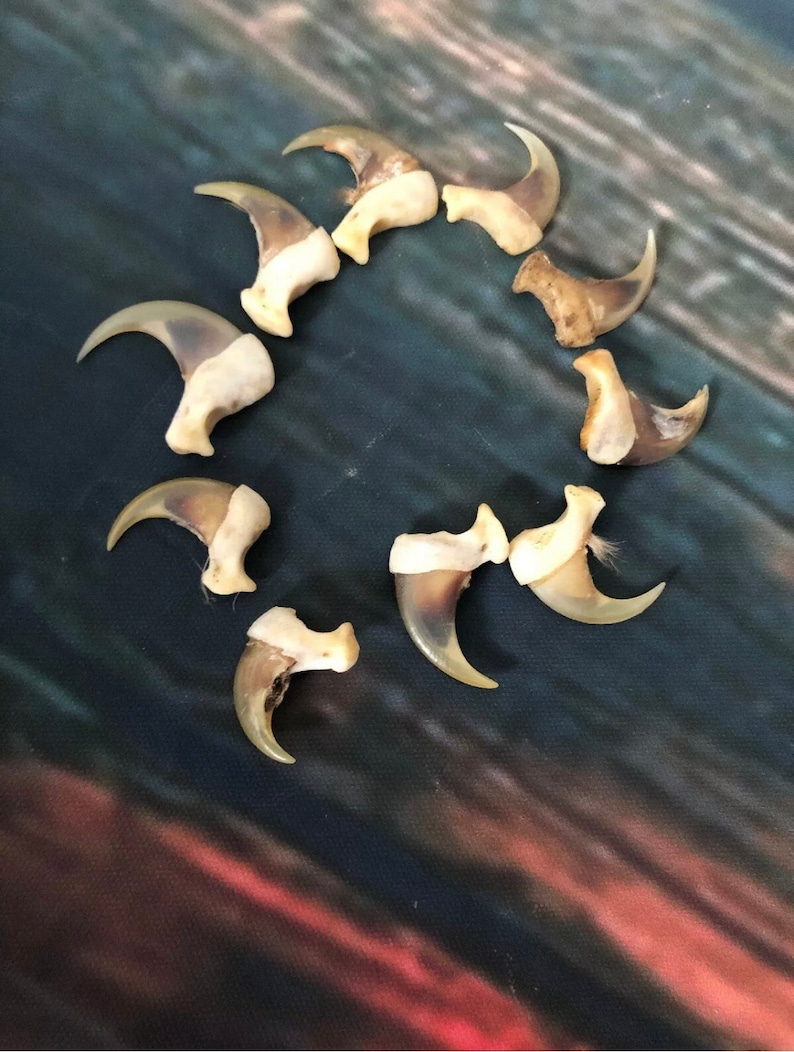 May include: A collection of 12 natural animal claws, likely from a bird of prey, arranged in a circle on a dark blue and red patterned surface. The claws are a light beige colour and have a curved shape.