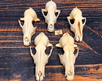 5 Real Coyote Skull tops heads bone educational model garden decor taxidermy mount oddity witchcraft art craft supplies collection odd