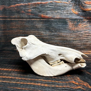 May include: A bleached, off-white animal skull, likely equine, with visible teeth and eye sockets. The skull is positioned on a dark brown wooden surface with visible grain patterns. The jawbone is intact, showcasing the teeth.