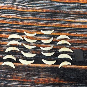 20 Real #2 lot Coyote Canines teeth jewelry bead art craft renaissance Gothic style medieval voodoo witch spell odd unusual earrings skull