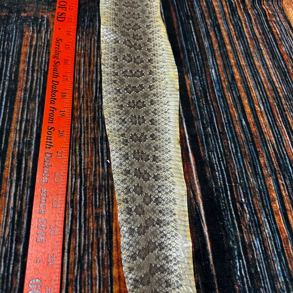 REAL rattlesnake skin prairie rattler hide soft tanned bow wrap blank art craft Supply Educational Renaissance costume Oddity gothic rattle