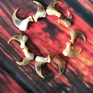 10 American Bobcat Claws Art Craft Supply Jewelry Ring Choker Necklace