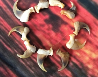 Pode incluir: Uma coleção de oito garras de animais marrons e brancas dispostas em círculo sobre um fundo de tecido colorido.
