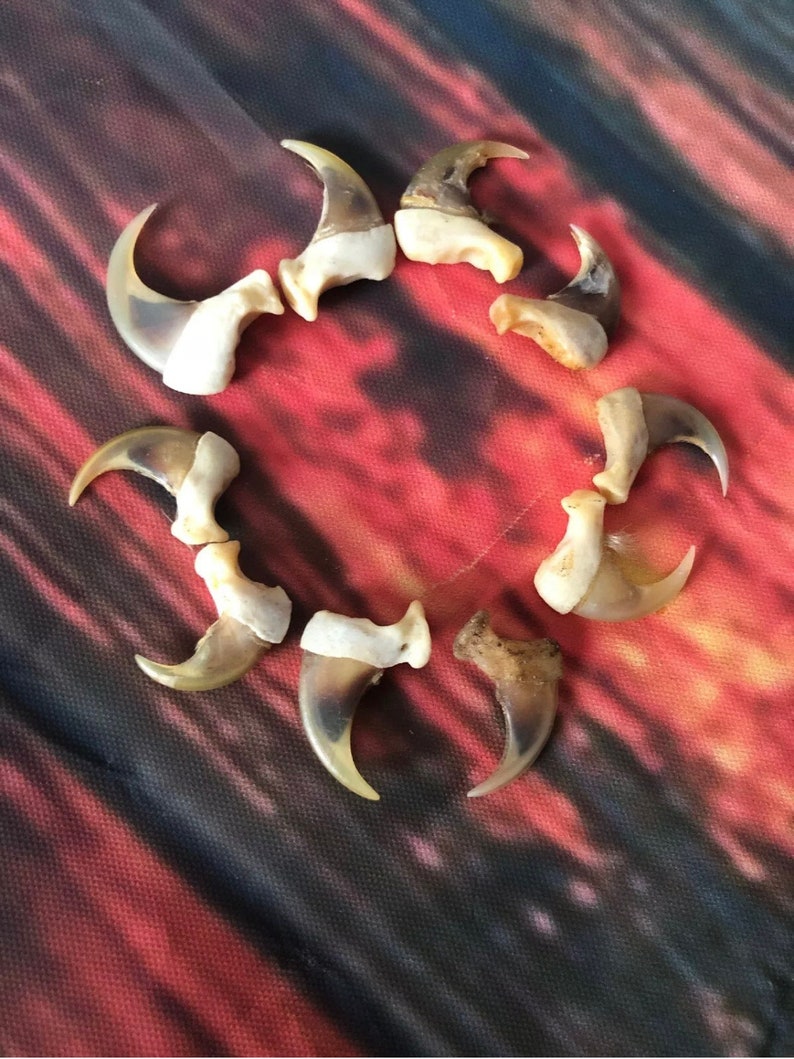 May include: A collection of eight brown and white animal claws arranged in a circle on a colourful fabric background.